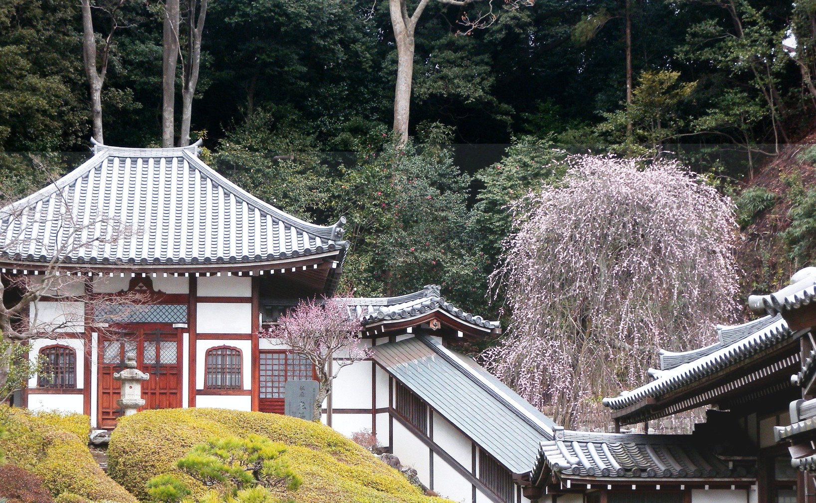 歴史と自然が織りなす美しさ ―紅枝垂れ梅の古木と天嶽院―【花のコラム】